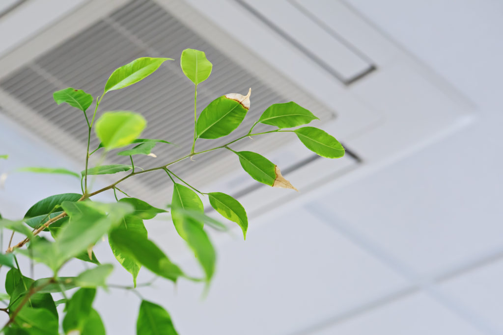 Green ficus leaves and a ceiling air conditioner